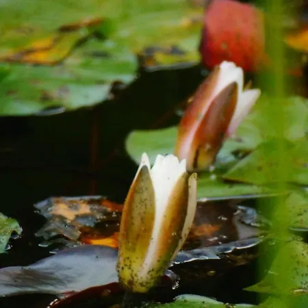 Apartman Dzido Hermagor-Pressegger See